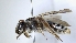  ( - ABOL-25-0006)  @11 [ ] Unspecified (default): All Rights Reserved (2025) Naturhistorisches Museum Wien Unspecified