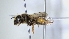  ( - ABOL-25-0007)  @11 [ ] Unspecified (default): All Rights Reserved (2025) Naturhistorisches Museum Wien Unspecified