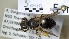  ( - ABOL-25-0008)  @11 [ ] Unspecified (default): All Rights Reserved (2025) Naturhistorisches Museum Wien Unspecified
