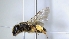  ( - ABOL-25-0008)  @11 [ ] Unspecified (default): All Rights Reserved (2025) Naturhistorisches Museum Wien Unspecified