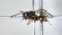  ( - ABOL-25-0012)  @11 [ ] Unspecified (default): All Rights Reserved (2025) Naturhistorisches Museum Wien Unspecified