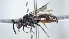  ( - ABOL-25-0021)  @11 [ ] Unspecified (default): All Rights Reserved (2025) Naturhistorisches Museum Wien Unspecified