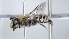  ( - ABOL-25-0022)  @11 [ ] Unspecified (default): All Rights Reserved (2025) Naturhistorisches Museum Wien Unspecified