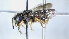  ( - ABOL-25-0025)  @11 [ ] Unspecified (default): All Rights Reserved (2025) Naturhistorisches Museum Wien Unspecified