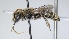  ( - ABOL-25-0044)  @11 [ ] Unspecified (default): All Rights Reserved (2025) Naturhistorisches Museum Wien Unspecified