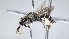  ( - ABOL-25-0046)  @11 [ ] Unspecified (default): All Rights Reserved (2025) Naturhistorisches Museum Wien Unspecified