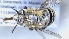  ( - ABOL-25-0047)  @11 [ ] Unspecified (default): All Rights Reserved (2025) Naturhistorisches Museum Wien Unspecified