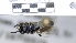  ( - ABOL-25-0063)  @11 [ ] Unspecified (default): All Rights Reserved (2025) Naturhistorisches Museum Wien Unspecified