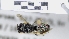  ( - ABOL-25-0064)  @11 [ ] Unspecified (default): All Rights Reserved (2025) Naturhistorisches Museum Wien Unspecified