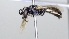  ( - ABOL-25-0064)  @11 [ ] Unspecified (default): All Rights Reserved (2025) Naturhistorisches Museum Wien Unspecified