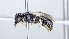  ( - ABOL-25-0065)  @11 [ ] Unspecified (default): All Rights Reserved (2025) Naturhistorisches Museum Wien Unspecified