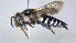  ( - ABOL-25-0074)  @11 [ ] Unspecified (default): All Rights Reserved (2025) Naturhistorisches Museum Wien Unspecified