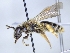  ( - ABOL-25-0104)  @11 [ ] Unspecified (default): All Rights Reserved (2025) Naturhistorisches Museum Wien Unspecified