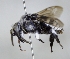  ( - ABOL-25-0105)  @11 [ ] Unspecified (default): All Rights Reserved (2025) Naturhistorisches Museum Wien Unspecified