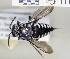  ( - ABOL-25-0106)  @11 [ ] Unspecified (default): All Rights Reserved (2025) Naturhistorisches Museum Wien Unspecified