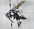  ( - ABOL-25-0106)  @11 [ ] Unspecified (default): All Rights Reserved (2025) Naturhistorisches Museum Wien Unspecified