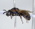  ( - ABOL-25-0108)  @11 [ ] Unspecified (default): All Rights Reserved (2025) Naturhistorisches Museum Wien Unspecified