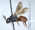  ( - ABOL-25-0109)  @11 [ ] Unspecified (default): All Rights Reserved (2025) Naturhistorisches Museum Wien Unspecified