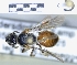  ( - ABOL-25-0110)  @11 [ ] Unspecified (default): All Rights Reserved (2025) Naturhistorisches Museum Wien Unspecified