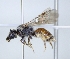  ( - ABOL-25-0110)  @11 [ ] Unspecified (default): All Rights Reserved (2025) Naturhistorisches Museum Wien Unspecified