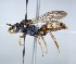  ( - ABOL-25-0113)  @11 [ ] Unspecified (default): All Rights Reserved (2025) Naturhistorisches Museum Wien Unspecified
