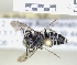  (Coelioxys echinatus - ABOL-25-0118)  @11 [ ] Unspecified (default): All Rights Reserved (2025) Naturhistorisches Museum Wien Unspecified