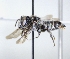  ( - ABOL-25-0118)  @11 [ ] Unspecified (default): All Rights Reserved (2025) Naturhistorisches Museum Wien Unspecified