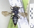  ( - ABOL-25-0119)  @11 [ ] Unspecified (default): All Rights Reserved (2025) Naturhistorisches Museum Wien Unspecified