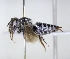  ( - ABOL-25-0119)  @11 [ ] Unspecified (default): All Rights Reserved (2025) Naturhistorisches Museum Wien Unspecified