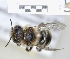  ( - ABOL-25-0123)  @11 [ ] Unspecified (default): All Rights Reserved (2025) Naturhistorisches Museum Wien Unspecified