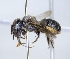  ( - ABOL-25-0124)  @11 [ ] Unspecified (default): All Rights Reserved (2025) Naturhistorisches Museum Wien Unspecified
