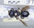  ( - ABOL-25-0125)  @11 [ ] Unspecified (default): All Rights Reserved (2025) Naturhistorisches Museum Wien Unspecified