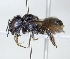  ( - ABOL-25-0125)  @11 [ ] Unspecified (default): All Rights Reserved (2025) Naturhistorisches Museum Wien Unspecified