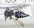  ( - ABOL-25-0126)  @11 [ ] Unspecified (default): All Rights Reserved (2025) Naturhistorisches Museum Wien Unspecified