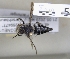  ( - ABOL-25-0127)  @11 [ ] Unspecified (default): All Rights Reserved (2025) Naturhistorisches Museum Wien Unspecified