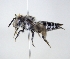  ( - ABOL-25-0127)  @11 [ ] Unspecified (default): All Rights Reserved (2025) Naturhistorisches Museum Wien Unspecified