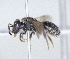 ( - ABOL-25-0131)  @11 [ ] Unspecified (default): All Rights Reserved (2025) Naturhistorisches Museum Wien Unspecified