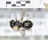  ( - ABOL-25-0132)  @11 [ ] Unspecified (default): All Rights Reserved (2025) Naturhistorisches Museum Wien Unspecified