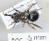  ( - ABOL-25-0133)  @11 [ ] Unspecified (default): All Rights Reserved (2025) Naturhistorisches Museum Wien Unspecified