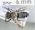  ( - ABOL-25-0134)  @11 [ ] Unspecified (default): All Rights Reserved (2025) Naturhistorisches Museum Wien Unspecified