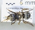  ( - ABOL-25-0136)  @11 [ ] Unspecified (default): All Rights Reserved (2025) Naturhistorisches Museum Wien Unspecified