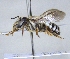  ( - ABOL-25-0136)  @11 [ ] Unspecified (default): All Rights Reserved (2025) Naturhistorisches Museum Wien Unspecified