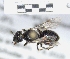 ( - ABOL-25-0137)  @11 [ ] Unspecified (default): All Rights Reserved (2025) Naturhistorisches Museum Wien Unspecified