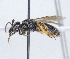  ( - ABOL-25-0141)  @11 [ ] Unspecified (default): All Rights Reserved (2025) Naturhistorisches Museum Wien Unspecified