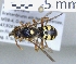  ( - ABOL-25-0144)  @11 [ ] Unspecified (default): All Rights Reserved (2025) Naturhistorisches Museum Wien Unspecified