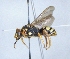  ( - ABOL-25-0144)  @11 [ ] Unspecified (default): All Rights Reserved (2025) Naturhistorisches Museum Wien Unspecified