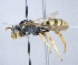  ( - ABOL-25-0145)  @11 [ ] Unspecified (default): All Rights Reserved (2025) Naturhistorisches Museum Wien Unspecified
