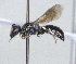 ( - ABOL-25-0152)  @11 [ ] Unspecified (default): All Rights Reserved (2025) Naturhistorisches Museum Wien Unspecified