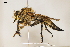  ( - ABOL-25-1091)  @11 [ ] CC-BY (2025) Naturhistorisches Museum Wien Unspecified