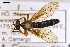  (Dioctria humeralis - ABOL-25-1106)  @11 [ ] CC-BY (2025) Naturhistorisches Museum Wien Unspecified
